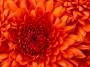 wiki:chrysanthemum.jpg
